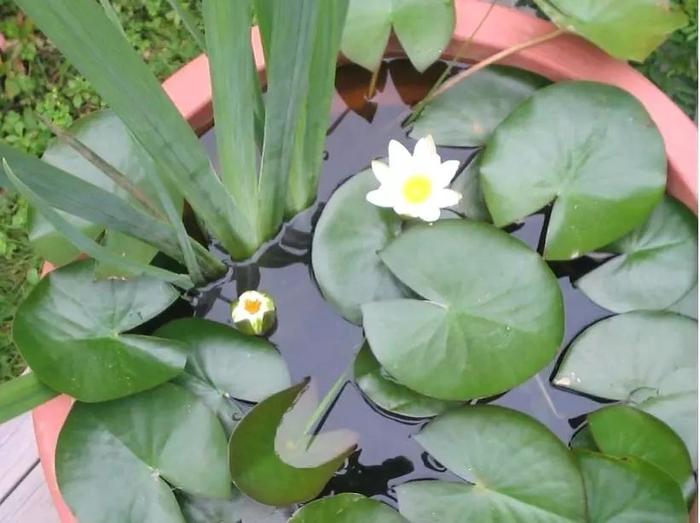 沒想到睡蓮是這么容易養(yǎng)護(hù)的花卉，北方的朋友也能養(yǎng)水缸里