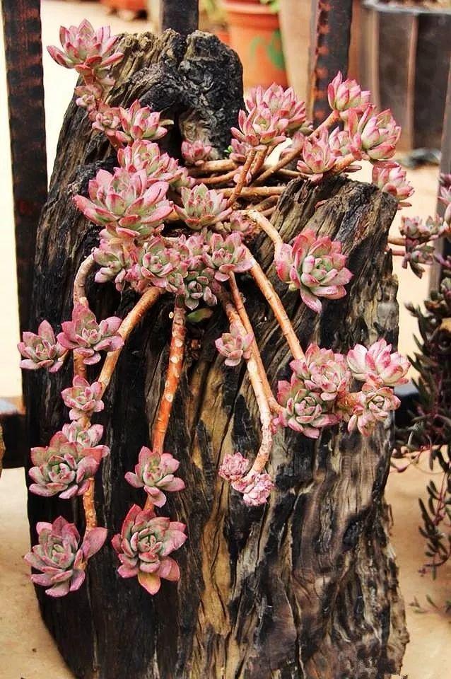 花盆藝術多肉圖片_多肉創(chuàng)意花盆_多肉藝術花盆