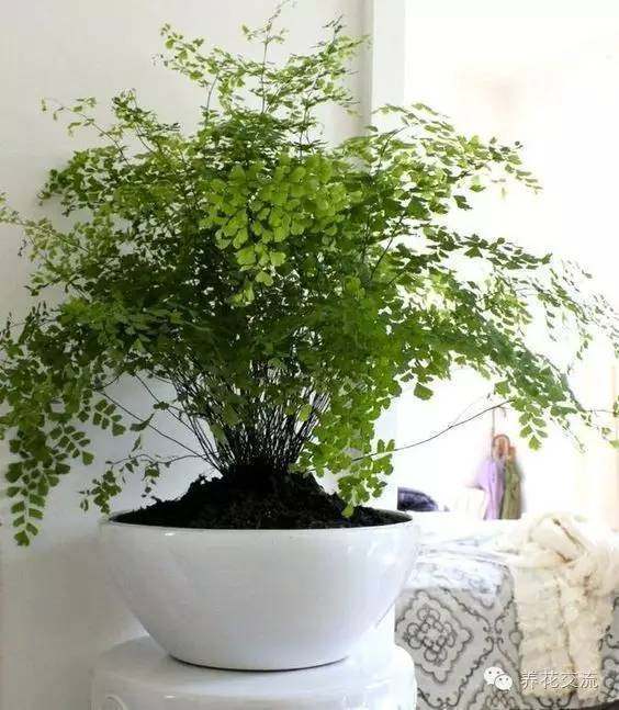 特別耐陰的室內(nèi)盆栽植物，沒有陽光就養(yǎng)它們好看了