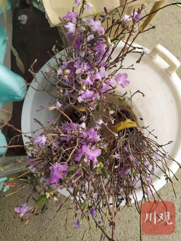 真的別買了！成都花卉市場又開始賣這種花