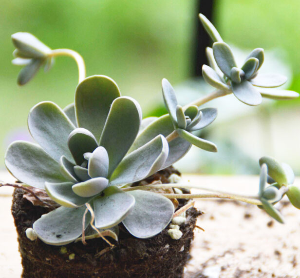 各個品種多肉植物開花該如何應(yīng)對