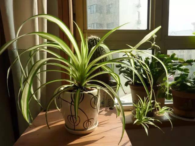 養(yǎng)綠植家里會有蟲子嗎_養(yǎng)綠植家里有好多小黑蟲_家里好養(yǎng)的綠植