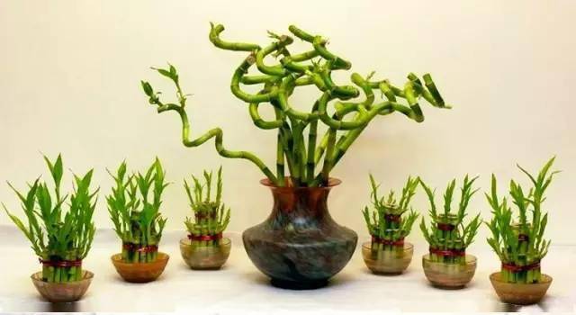 養(yǎng)綠植家里有好多小黑蟲_養(yǎng)綠植家里會有蟲子嗎_家里好養(yǎng)的綠植