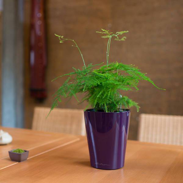 養(yǎng)綠植家里有好多小黑蟲_養(yǎng)綠植家里會有蟲子嗎_家里好養(yǎng)的綠植