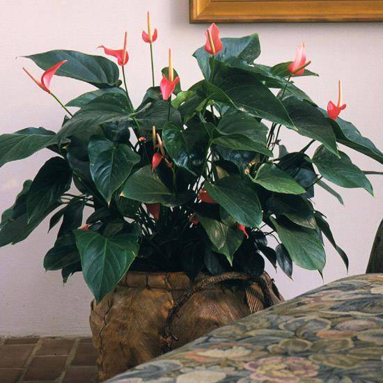 養(yǎng)綠植家里有好多小黑蟲_養(yǎng)綠植家里會有蟲子嗎_家里好養(yǎng)的綠植