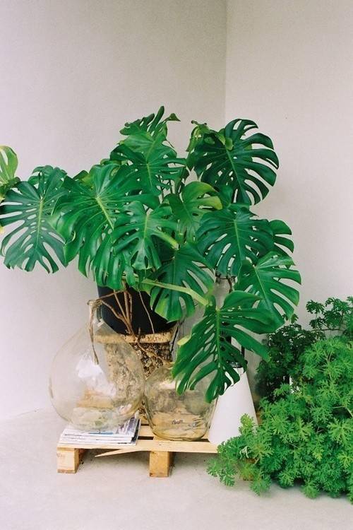 養(yǎng)綠植家里有好多小黑蟲_養(yǎng)綠植家里會有蟲子嗎_家里好養(yǎng)的綠植