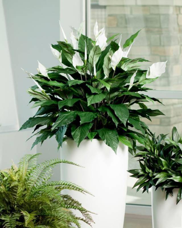家里好養(yǎng)的綠植_養(yǎng)綠植家里有好多小黑蟲_養(yǎng)綠植家里會有蟲子嗎