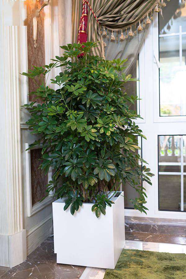 養(yǎng)綠植家里會有蟲子嗎_養(yǎng)綠植家里有好多小黑蟲_家里好養(yǎng)的綠植