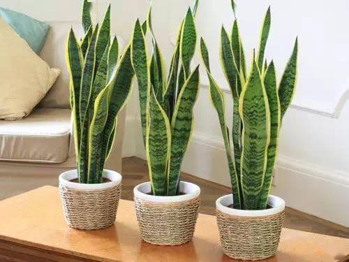 養(yǎng)綠植家里會有蟲子嗎_家里好養(yǎng)的綠植_養(yǎng)綠植家里有好多小黑蟲