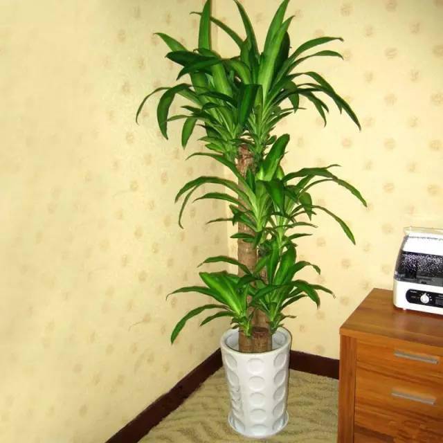 養(yǎng)綠植家里有好多小黑蟲_家里好養(yǎng)的綠植_養(yǎng)綠植家里會有蟲子嗎