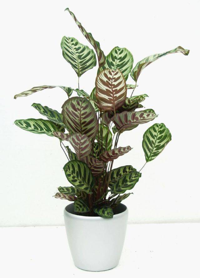 家里好養(yǎng)的綠植_養(yǎng)綠植家里會有蟲子嗎_養(yǎng)綠植家里有好多小黑蟲