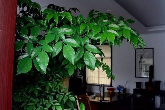 家里好養(yǎng)的綠植_養(yǎng)綠植家里有好多小黑蟲_養(yǎng)綠植家里會有蟲子嗎