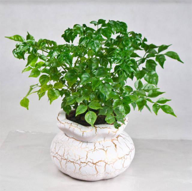 養(yǎng)綠植家里會有蟲子嗎_家里好養(yǎng)的綠植_養(yǎng)綠植家里有好多小黑蟲