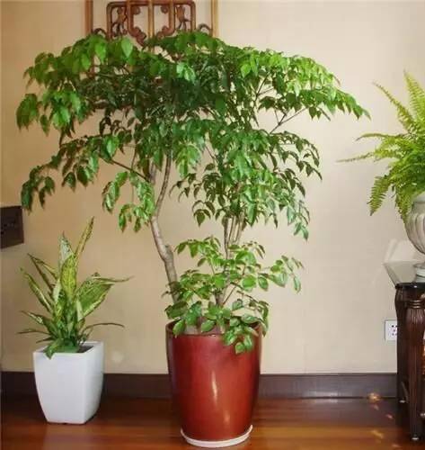養(yǎng)綠植家里會有蟲子嗎_養(yǎng)綠植家里有好多小黑蟲_家里好養(yǎng)的綠植