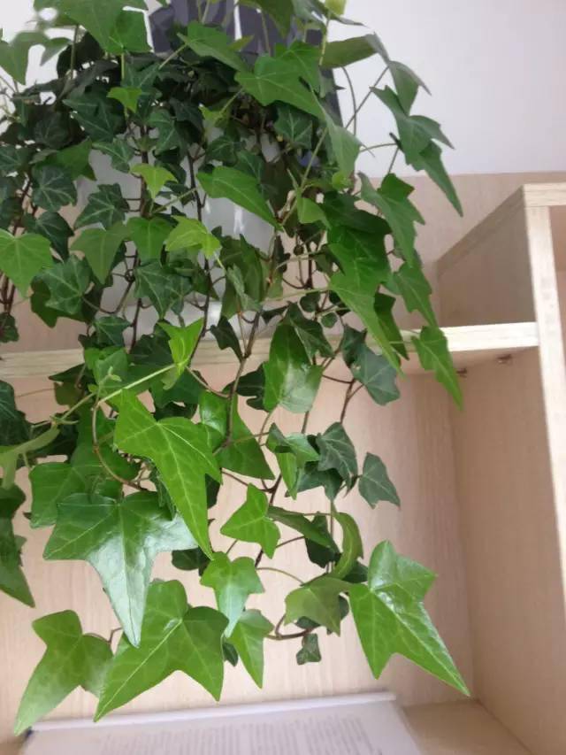 養(yǎng)綠植家里有好多小黑蟲_養(yǎng)綠植家里會有蟲子嗎_家里好養(yǎng)的綠植