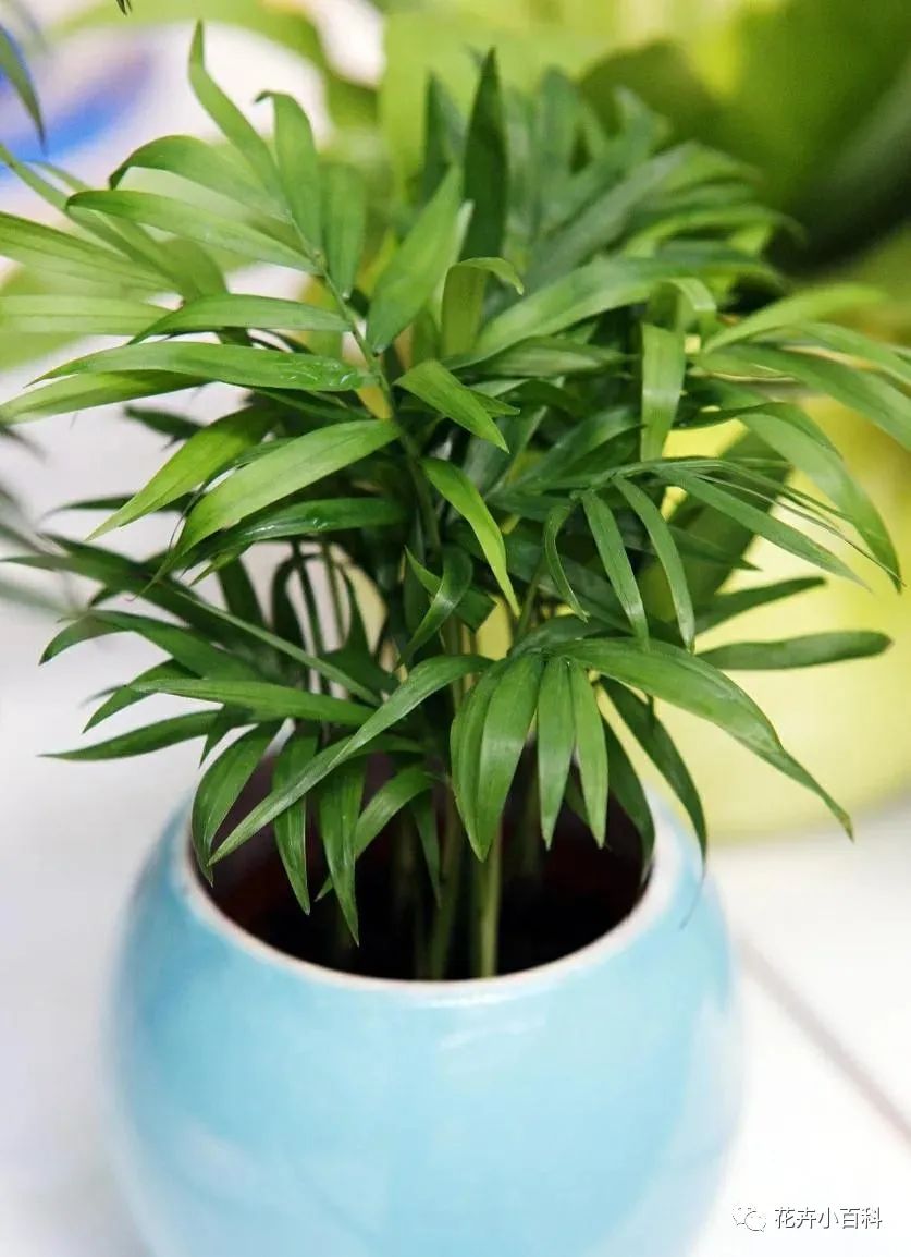 1種綠植適合冬季客廳養(yǎng)，清新空氣效果好，美觀大方，養(yǎng)起來簡單