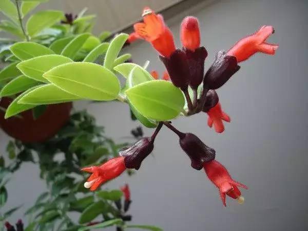 漂亮又好養(yǎng)的9種花，陽臺養(yǎng)幾盆，四季有花賞