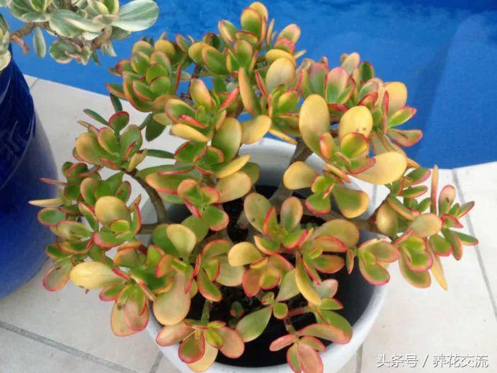 7種顏色艷麗的多肉植物，葉片看起來比花朵還美，價格便宜