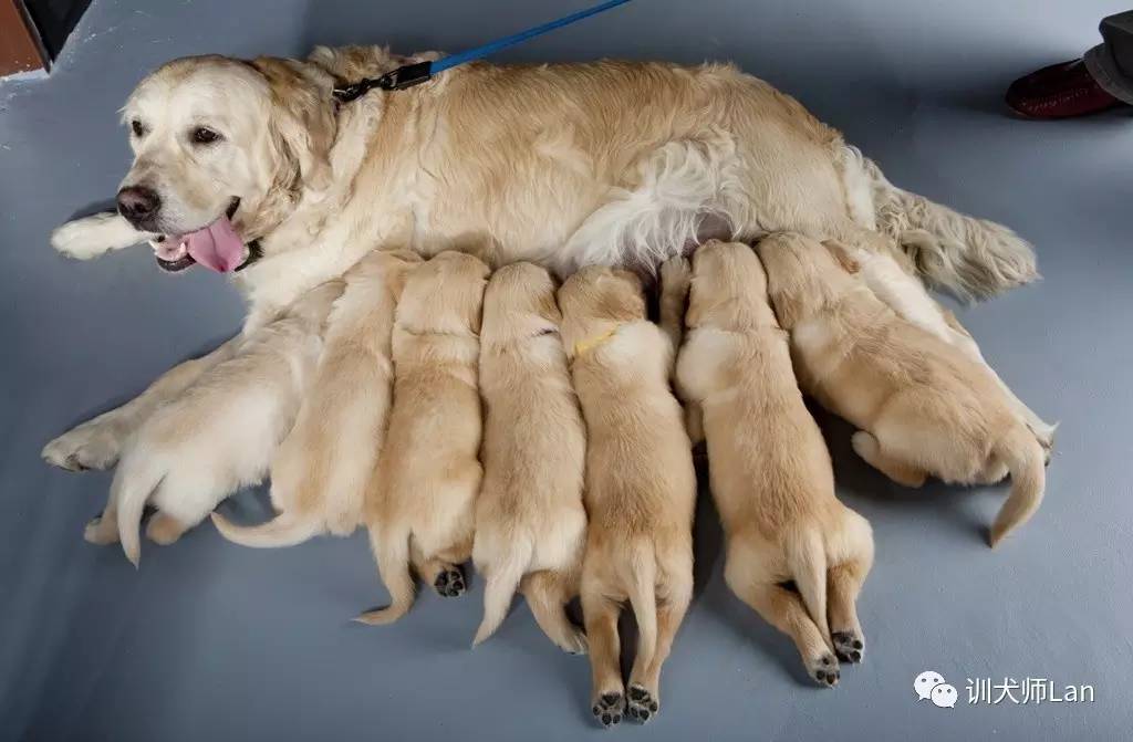 “完美”的家庭伴侶犬類，也許沒(méi)有你想的那么完美——金毛犬