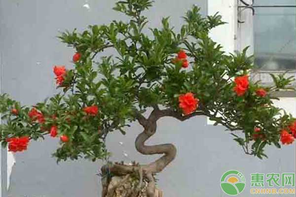 家里適合養(yǎng)什么花？這七種花一年四季都適合養(yǎng)家里！
