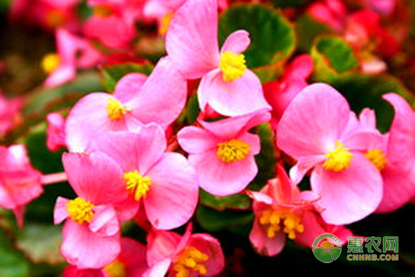室內四季開花好養(yǎng)的花_開花四季室內養(yǎng)花好不好_室內花卉四季開花