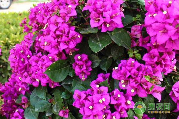 室內四季開花好養(yǎng)的花_開花四季室內養(yǎng)花好不好_室內花卉四季開花