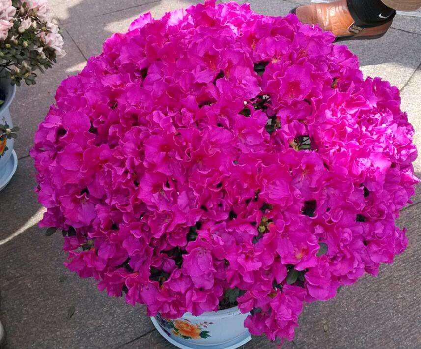 這3種花，比綠蘿還漂亮好養(yǎng)，花期長，易繁殖