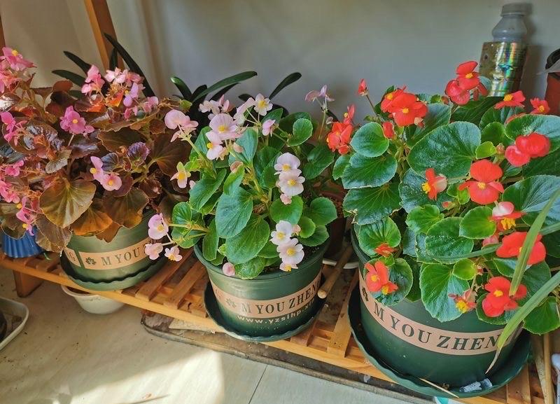 陽(yáng)臺(tái)花卉推薦_陽(yáng)臺(tái)花卉品種系列_花卉陽(yáng)臺(tái)推薦品牌