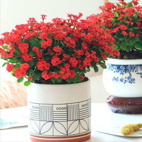 陽(yáng)臺(tái)花卉品種系列_花卉陽(yáng)臺(tái)推薦品牌_陽(yáng)臺(tái)花卉推薦