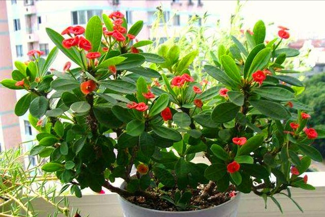 陽(yáng)臺(tái)花卉品種系列_花卉陽(yáng)臺(tái)推薦品牌_陽(yáng)臺(tái)花卉推薦