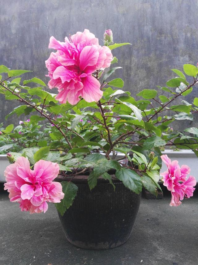 陽(yáng)臺(tái)花卉推薦_花卉陽(yáng)臺(tái)推薦品牌_陽(yáng)臺(tái)花卉品種系列