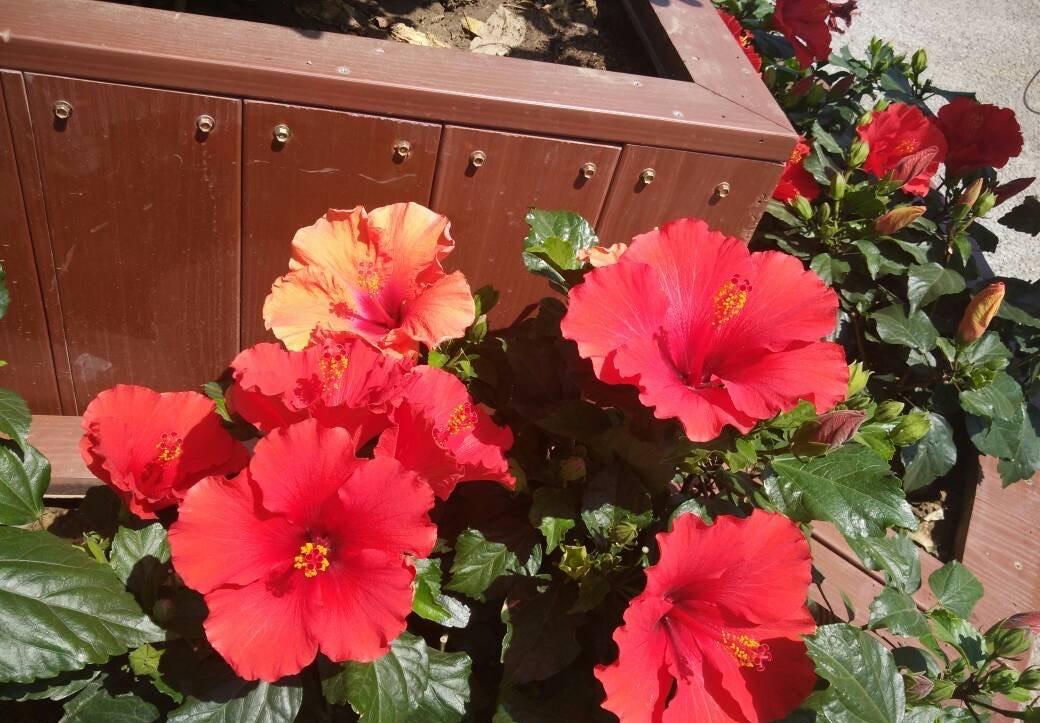 陽(yáng)臺(tái)花卉品種系列_花卉陽(yáng)臺(tái)推薦品牌_陽(yáng)臺(tái)花卉推薦