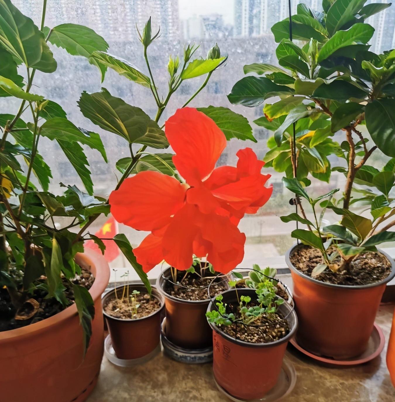 陽(yáng)臺(tái)花卉推薦_陽(yáng)臺(tái)花卉品種系列_花卉陽(yáng)臺(tái)推薦品牌