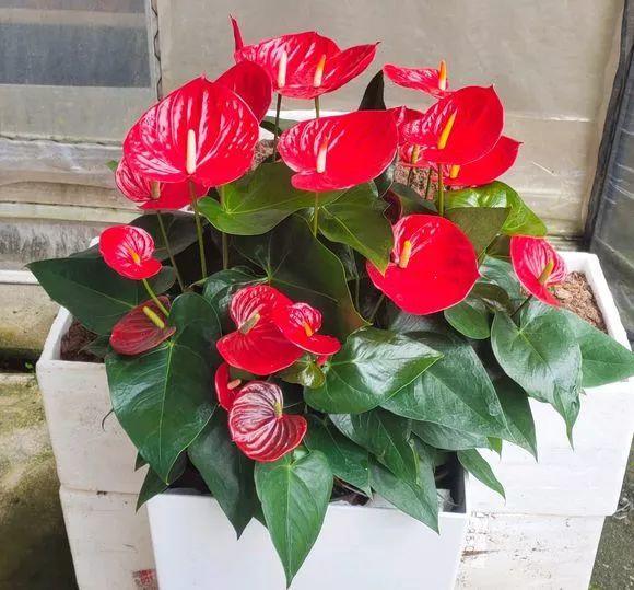陽(yáng)臺(tái)花卉品種系列_陽(yáng)臺(tái)花卉推薦_花卉陽(yáng)臺(tái)推薦品牌
