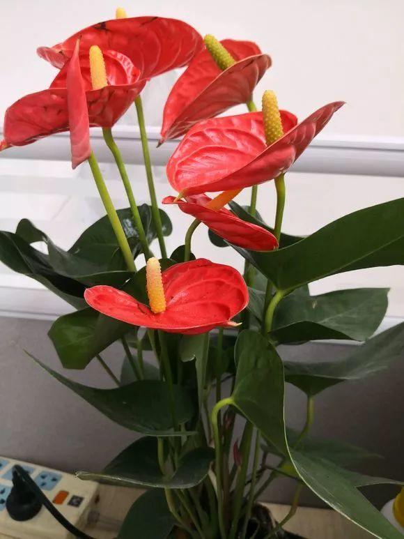 陽(yáng)臺(tái)花卉品種系列_陽(yáng)臺(tái)花卉推薦_花卉陽(yáng)臺(tái)推薦品牌