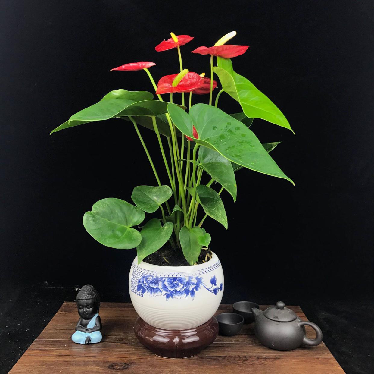陽(yáng)臺(tái)花卉品種系列_花卉陽(yáng)臺(tái)推薦品牌_陽(yáng)臺(tái)花卉推薦