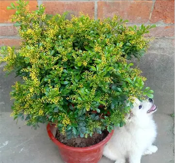陽(yáng)臺(tái)花卉推薦_花卉陽(yáng)臺(tái)推薦品牌_陽(yáng)臺(tái)花卉品種系列