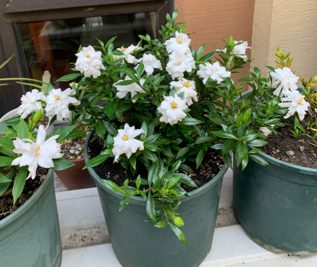 花卉陽(yáng)臺(tái)推薦品牌_陽(yáng)臺(tái)花卉推薦_陽(yáng)臺(tái)花卉品種系列