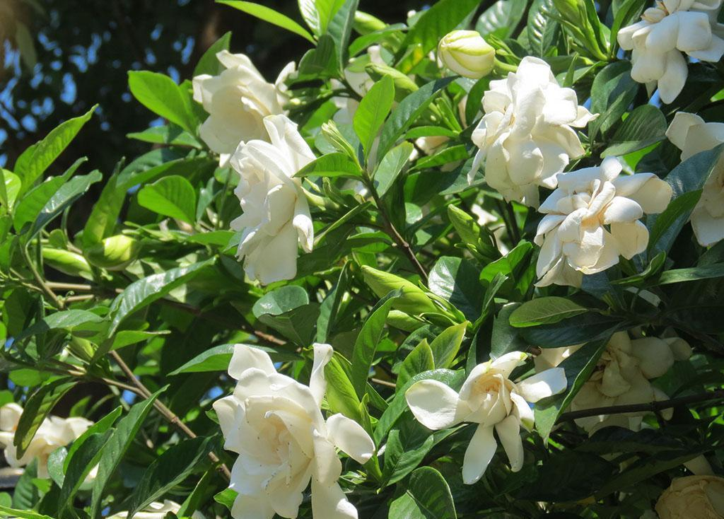 花卉陽(yáng)臺(tái)推薦品牌_陽(yáng)臺(tái)花卉品種系列_陽(yáng)臺(tái)花卉推薦