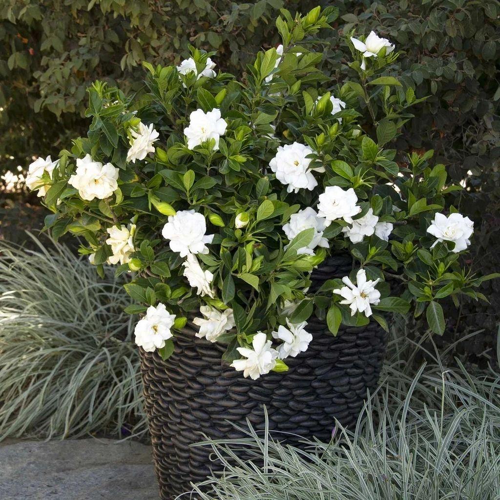 花卉陽(yáng)臺(tái)推薦品牌_陽(yáng)臺(tái)花卉推薦_陽(yáng)臺(tái)花卉品種系列