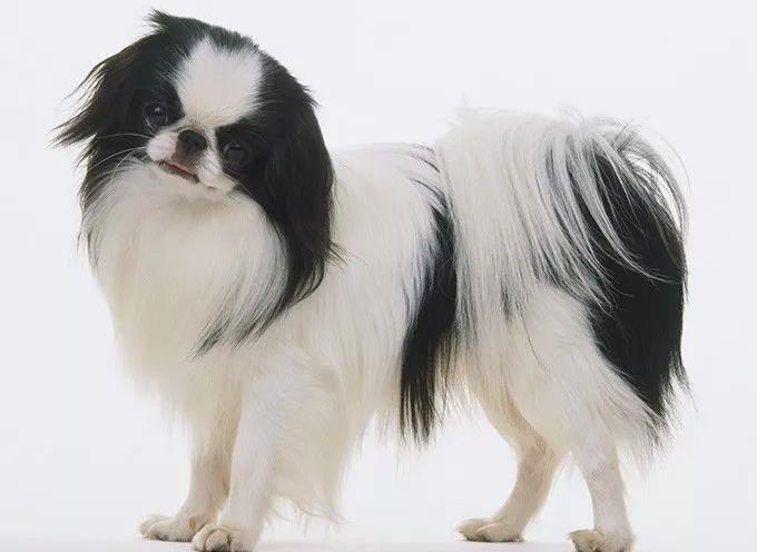 什么狗不會(huì)叫_狗叫會(huì)嚇到嬰兒?jiǎn)醎狗叫會(huì)噴出狂犬病毒嗎
