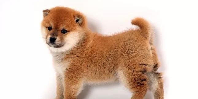 什么狗不會(huì)叫_狗叫會(huì)嚇到嬰兒?jiǎn)醎狗叫會(huì)噴出狂犬病毒嗎