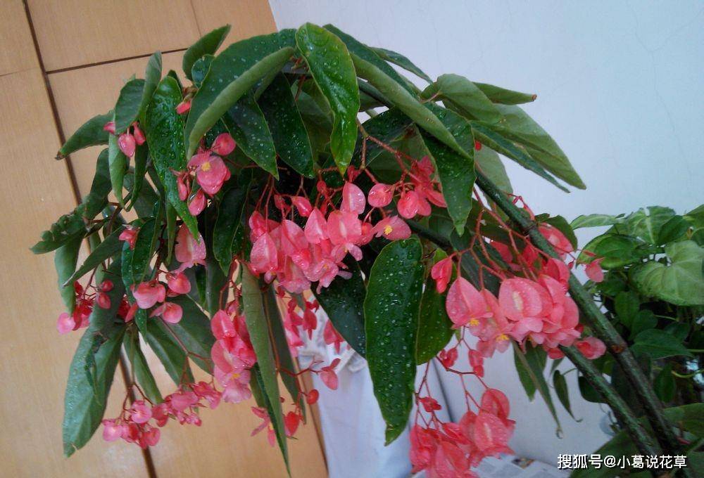<strong>花期最長的室內(nèi)綠植，一年四季開花，比綠蘿還好養(yǎng)，扦插就能活</strong>