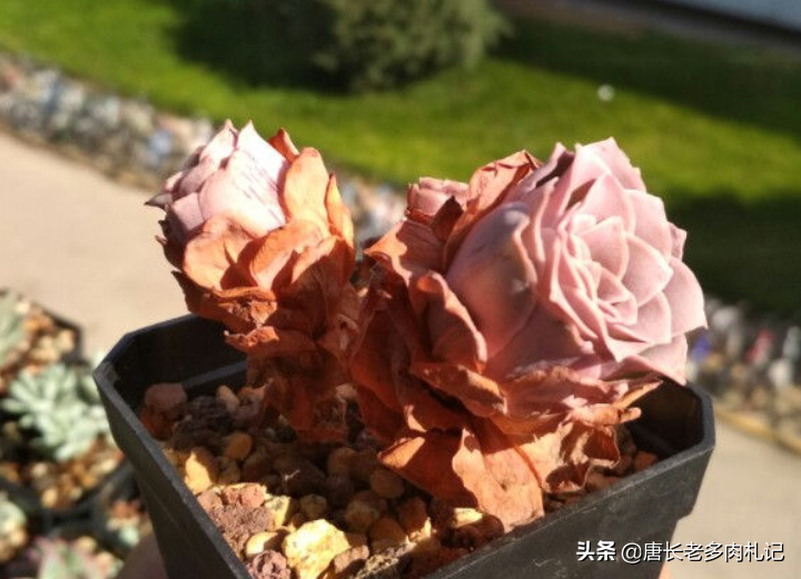 山地玫瑰多肉能長多大_山地玫瑰多肉有幾種_山地玫瑰多肉植物