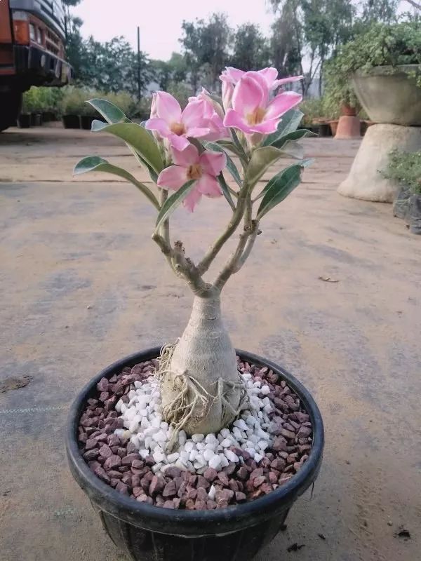沙漠玫瑰盆栽怎么養(yǎng)才能經(jīng)常開花，讓它花朵越開越旺盛的技巧