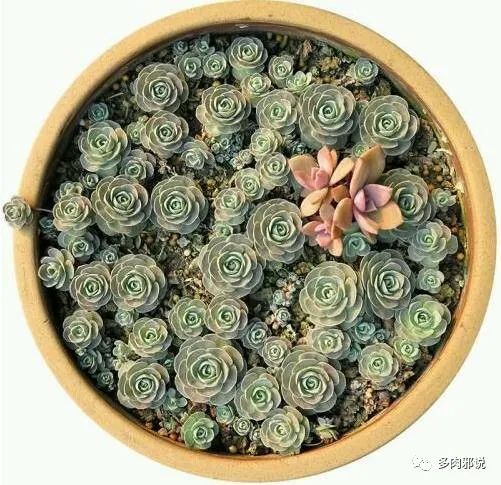 <strong>適合懶人的10種多肉植物，便宜又好養(yǎng)，一不小心還能爆盆</strong>