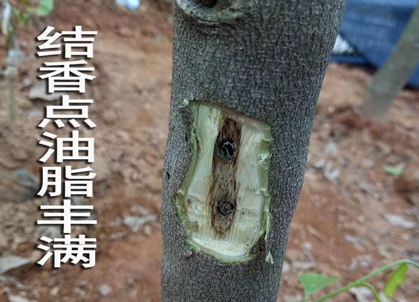沉香樹(shù)結(jié)香后還能活嗎_沉香樹(shù)結(jié)的香是做什么用_沉香樹(shù)怎么才結(jié)沉香