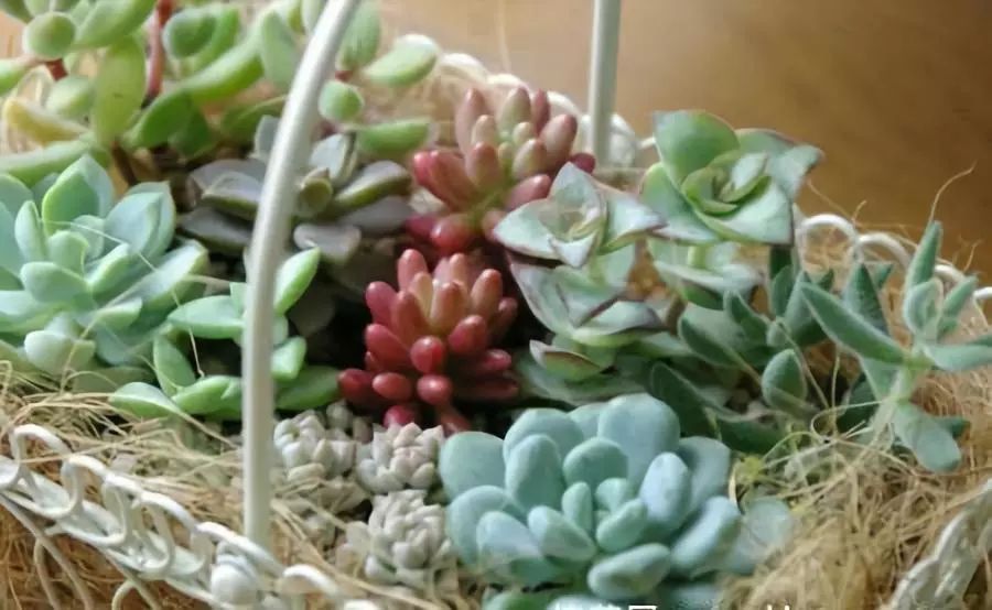 <strong>適合新手的16種多肉植物，好養(yǎng)易活，外形美麗！</strong>