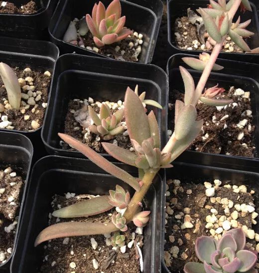 植物多肉花怎樣養(yǎng)護(hù)_植物花多肉_植物肉花生