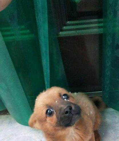 流浪狗徘徊在街上找吃的，身上黏了一身白點，逼得女孩強迫癥犯了